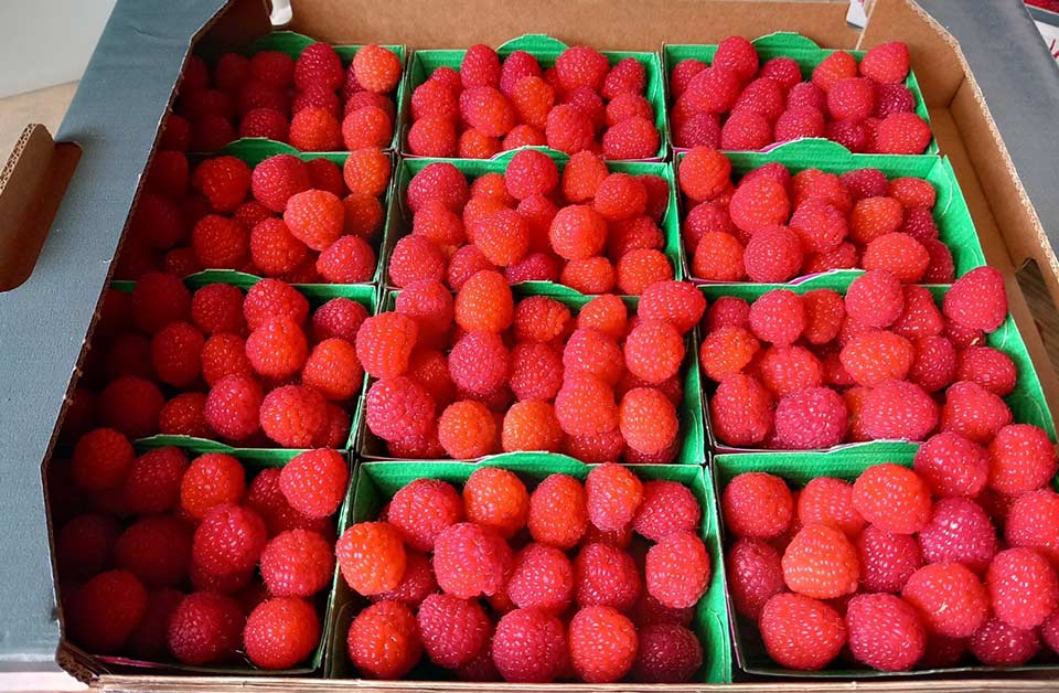 Framboises