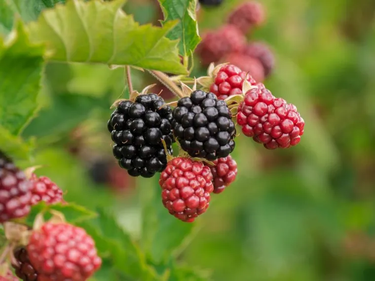 Fruits de saison, Blois, Secrets des Bruyères