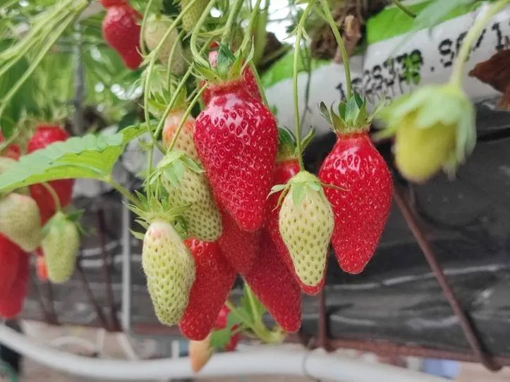 Vente de fraise, Blois, Secrets des Bruyères