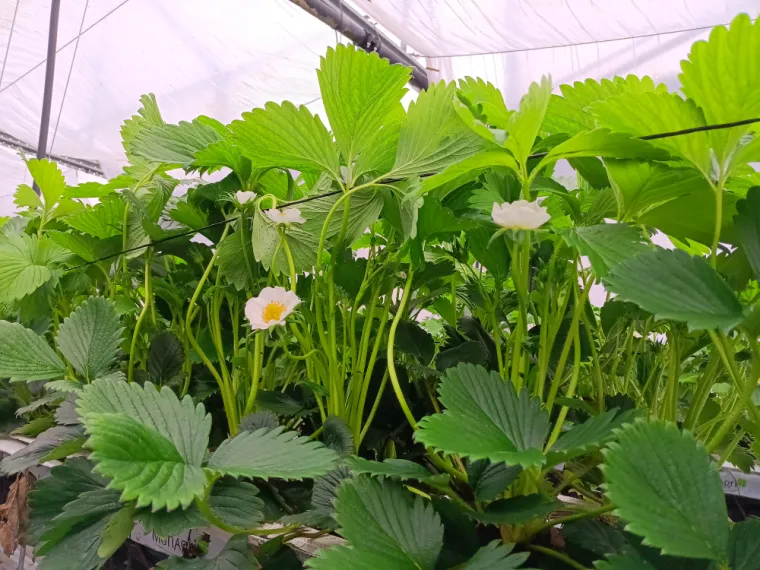 Producteur de fraises gariguette HVE à Fontaines-en-Sologne, Blois, Secrets des Bruyères