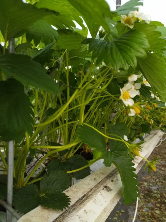 producteur fraise gariguette à fontaine en sologne, Blois, Secrets des Bruyères