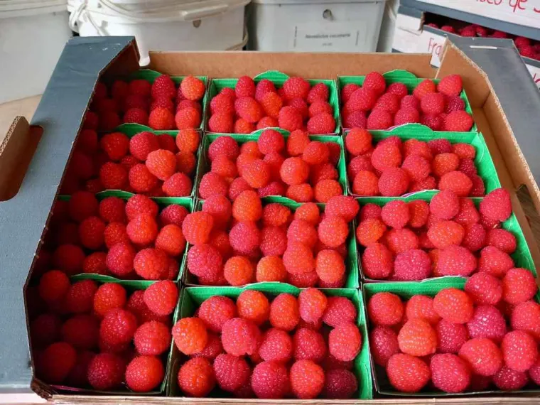Producteur de framboise HVE près de Chambord, Blois, Secrets des Bruyères