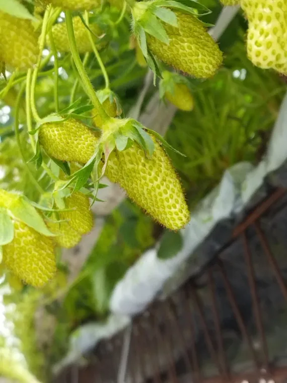 Producteur fraises gariguette proche cheverny, Blois, Secrets des Bruyères