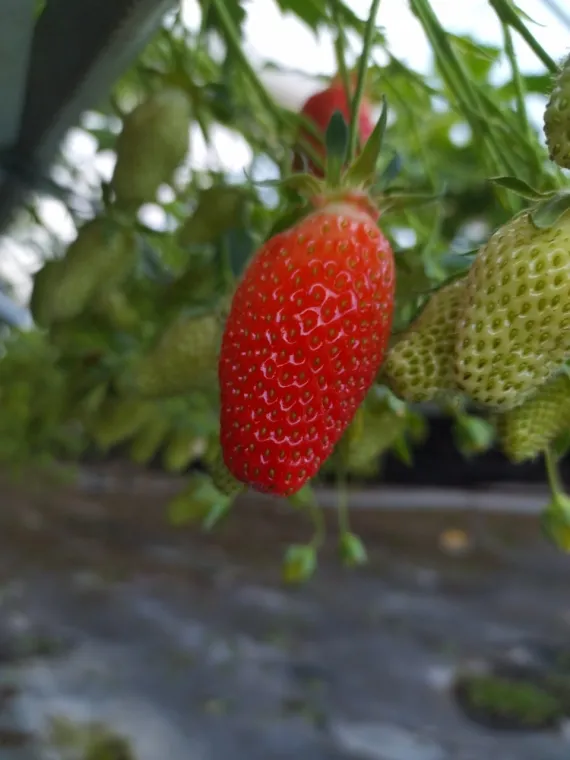 Producteur de fraise près de Blois, Blois, Secrets des Bruyères