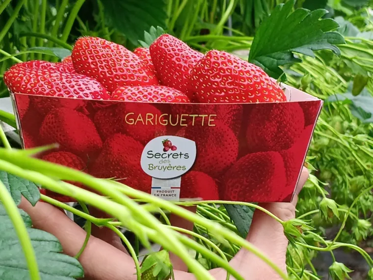 Producteur de fraises proche de Chambord, Blois, Secrets des Bruyères