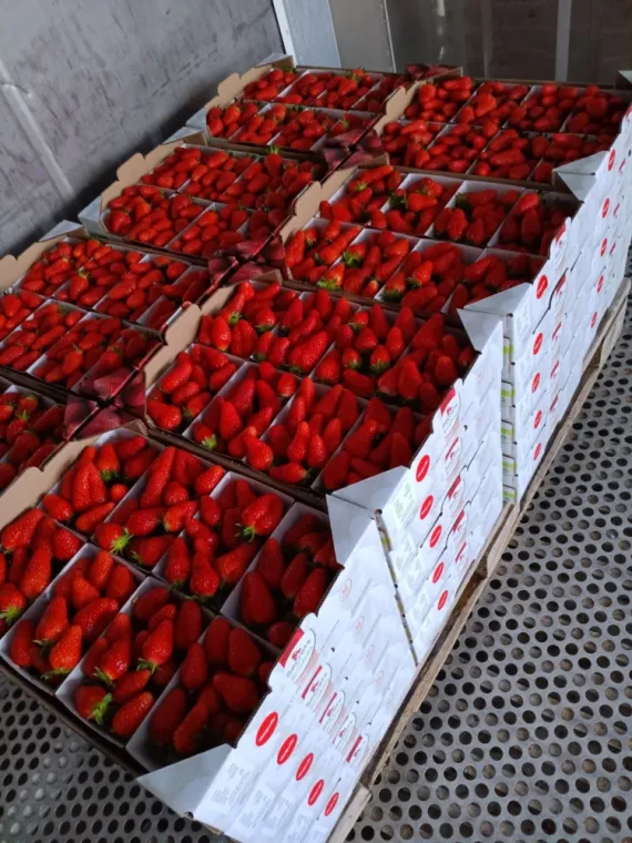 La production de fraises bat son plein!, Blois, Secrets des Bruyères