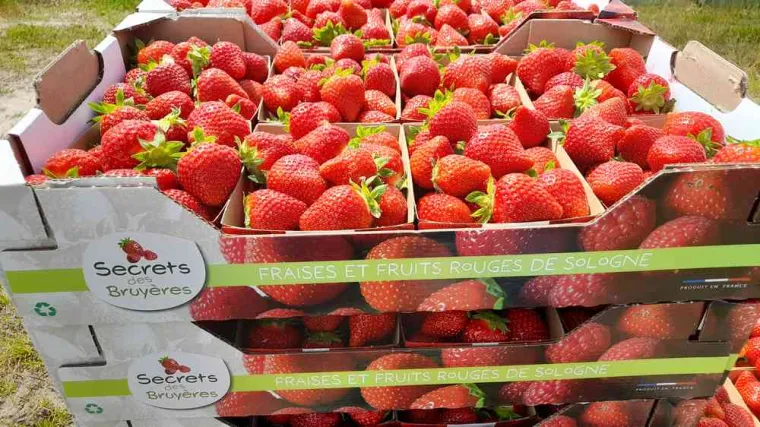 Vente de fraises par producteur sans traitement agressif à Blois, Blois, Secrets des Bruyères