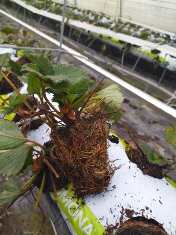 Plantation fraise gariguette en Sologne, Blois, Secrets des Bruyères