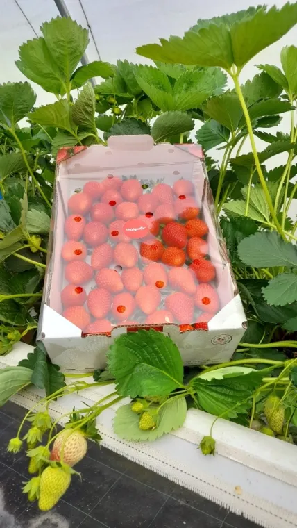  Fraise Mariguette Sologne, Blois, Secrets des Bruyères