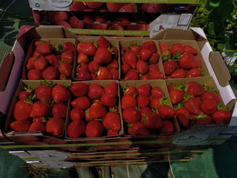 Fraise Magnum prés de Chambord, Blois, Secrets des Bruyères