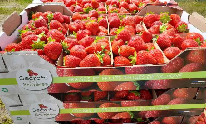 Vente de fraises, Blois, Secrets des Bruyères