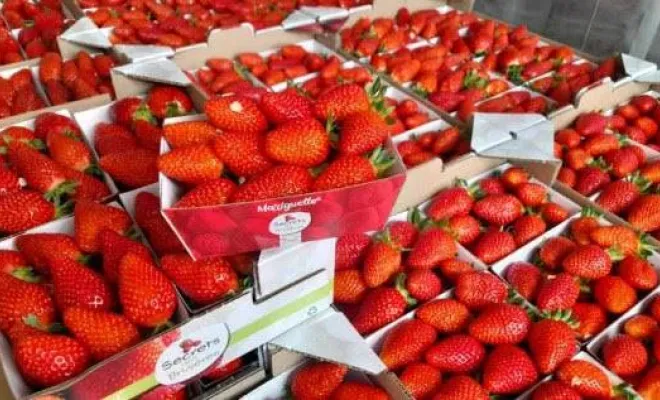 Vente de fraises, Blois, Secrets des Bruyères