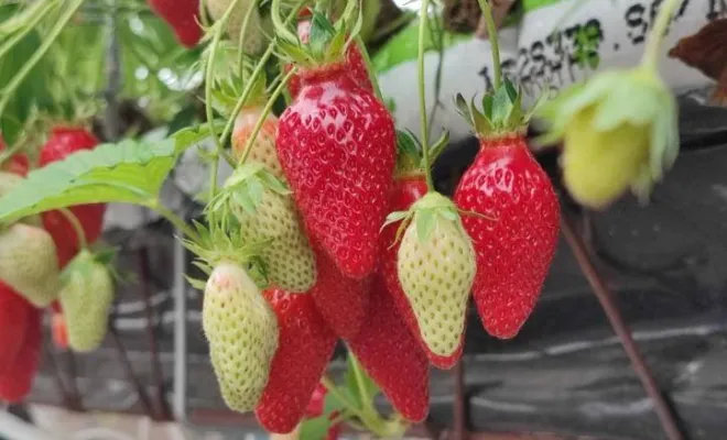 Vente de fraises, Blois, Secrets des Bruyères