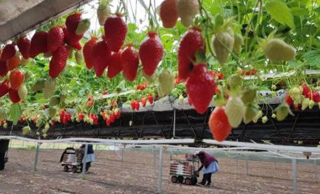 Vente de fraises, Blois, Secrets des Bruyères