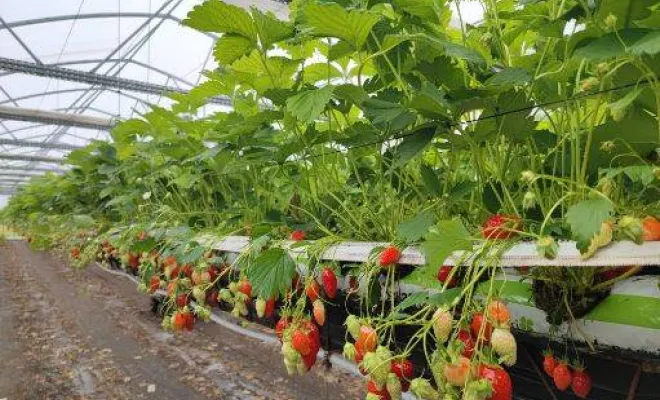 Vente de fraises, Blois, Secrets des Bruyères