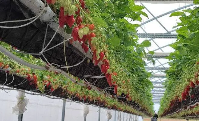 Vente de fraises, Blois, Secrets des Bruyères