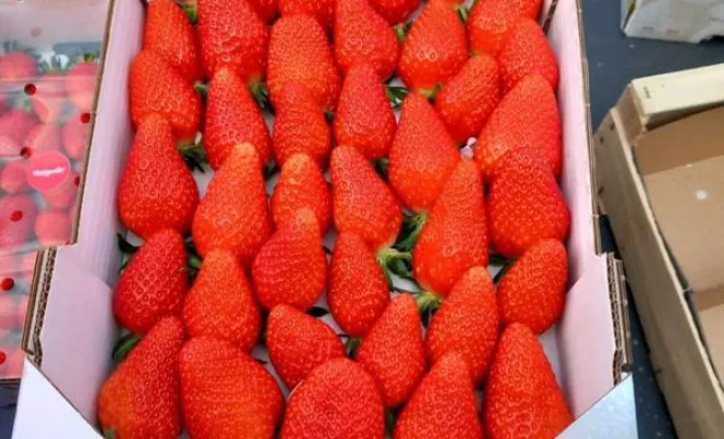 Vente de fraises, Blois, Secrets des Bruyères
