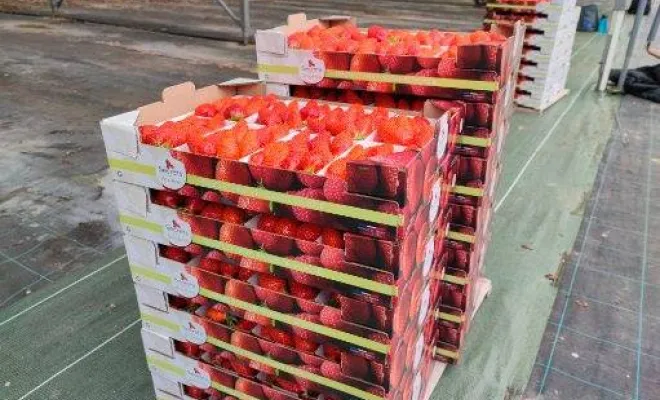 Vente de fraises, Blois, Secrets des Bruyères