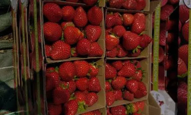 Vente de fraises, Blois, Secrets des Bruyères