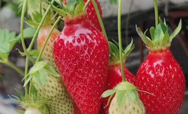 Vente de fraises, Blois, Secrets des Bruyères