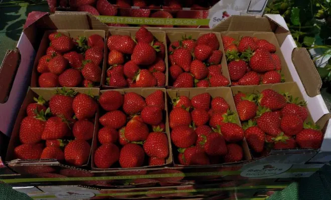 Vente de fraises, Blois, Secrets des Bruyères