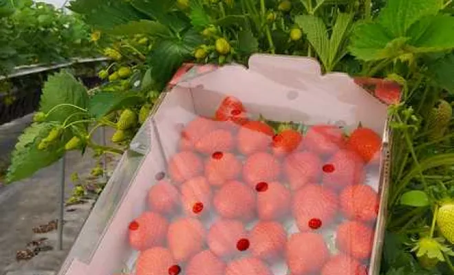 Vente de fraises, Blois, Secrets des Bruyères