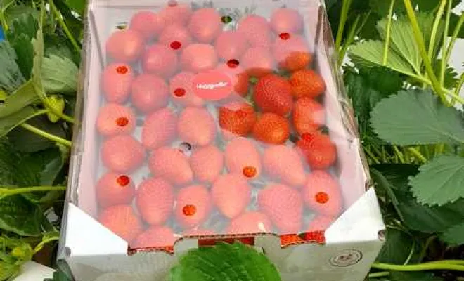 Vente de fraises, Blois, Secrets des Bruyères