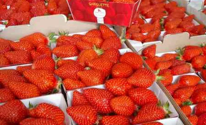 Vente de fraises, Blois, Secrets des Bruyères