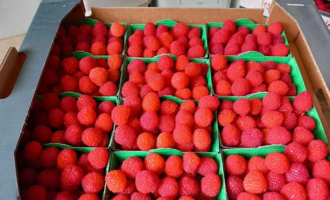 Vente de framboises, Blois, Secrets des Bruyères